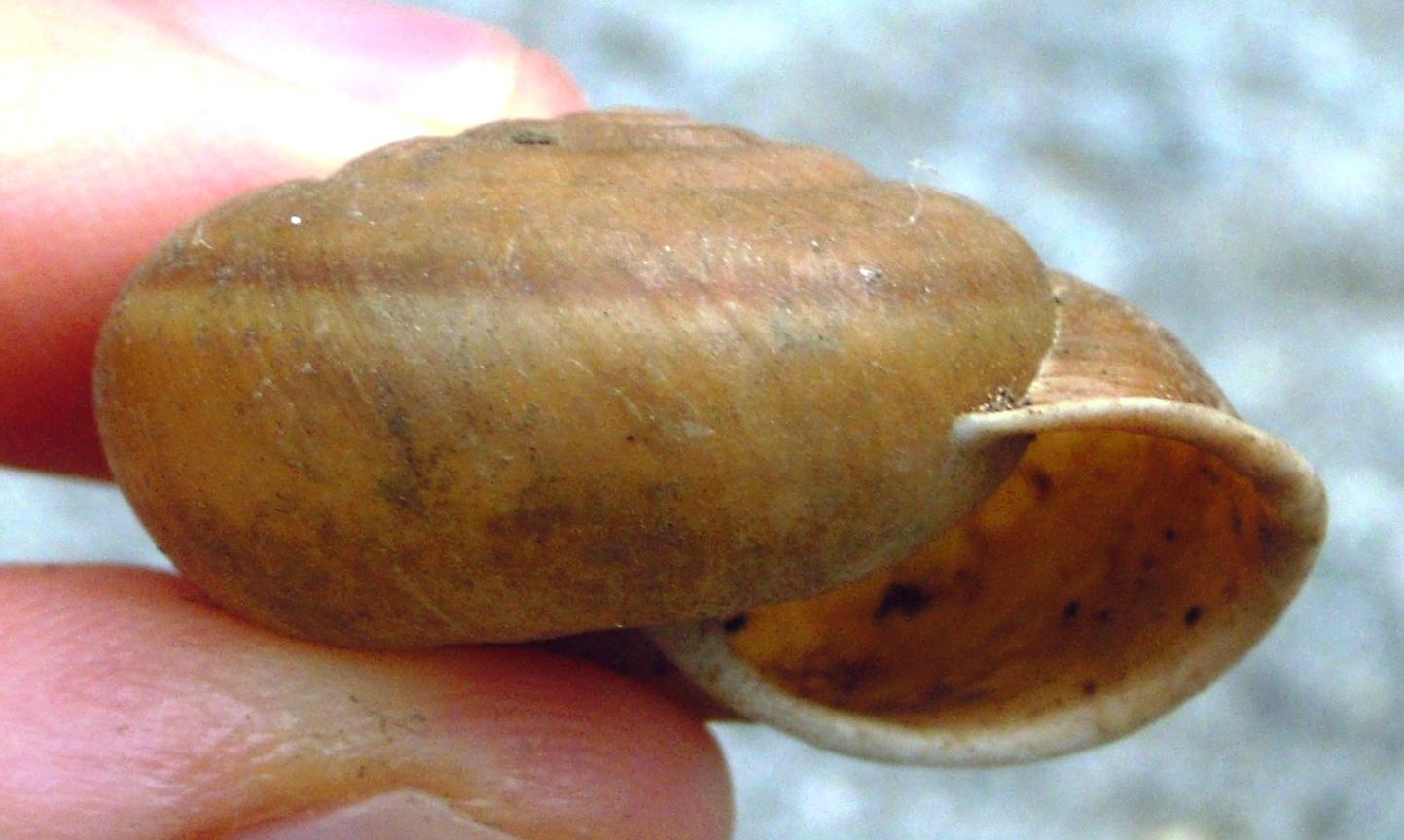 Chilostoma  padanum da Rorà (TO)